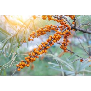 Havtorn, 225 g, kologisk