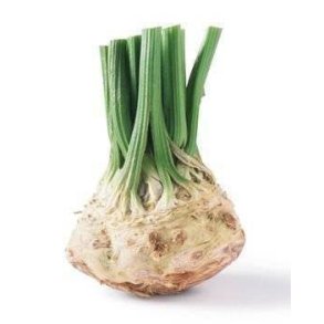 Knoldselleri KL1 Danmark, stk.