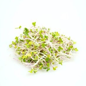 Spirer China Rose KL1 Danmark, 100 g, KO