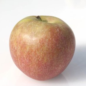 bler Belle de Boskop 80/90 mm KL1 Danmark, stk.