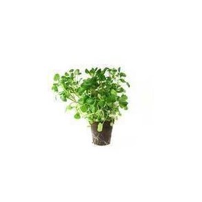 Brndkarse KL1 Danmark 10,5 cm, potte