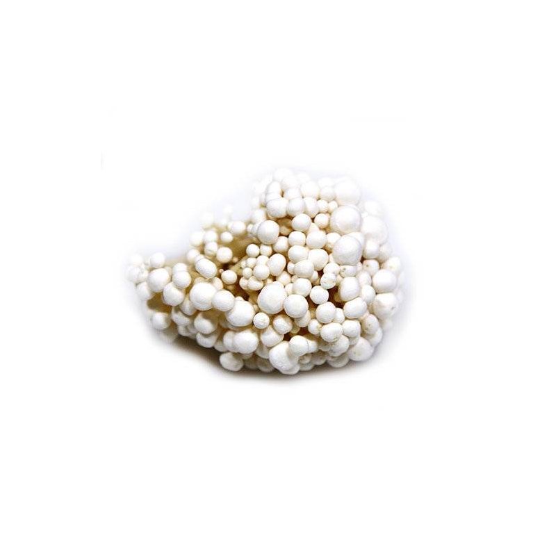 Svampe Enoki/Fljlsfod, KL1 Danmark, 100 g, kologisk