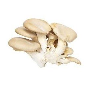 Svampe stershatte KL1 Polen, 1,5 kg, KO