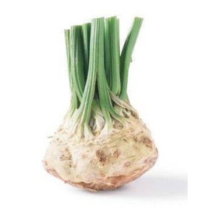 Knoldselleri, KL1 Holland, stk. KO