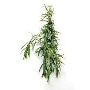 Fransk estragon KL1 Spanien/Kenya, 75 g