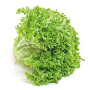 Salat Lollo Bionda, KL1 Spanien, stk.