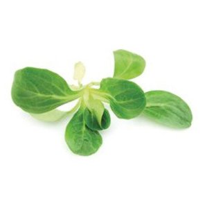 Salat feld KL1 Frankrig/Italien, 500 g