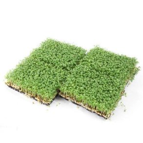 Karse stor KL1 Danmark, bakke, KO