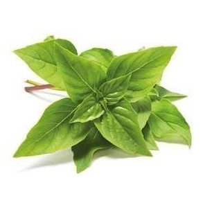 Basilikum Thai KL1 Israel/Kenya/Spanien, 75 g